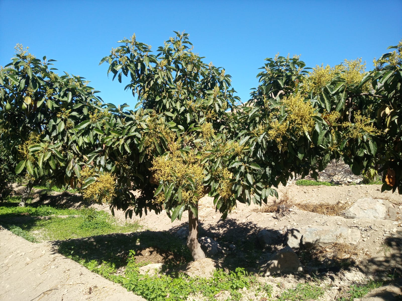 Palto en plena floración