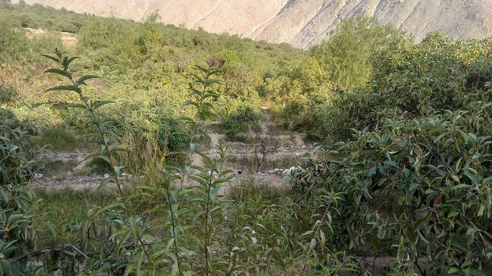 El fundo y la ladera