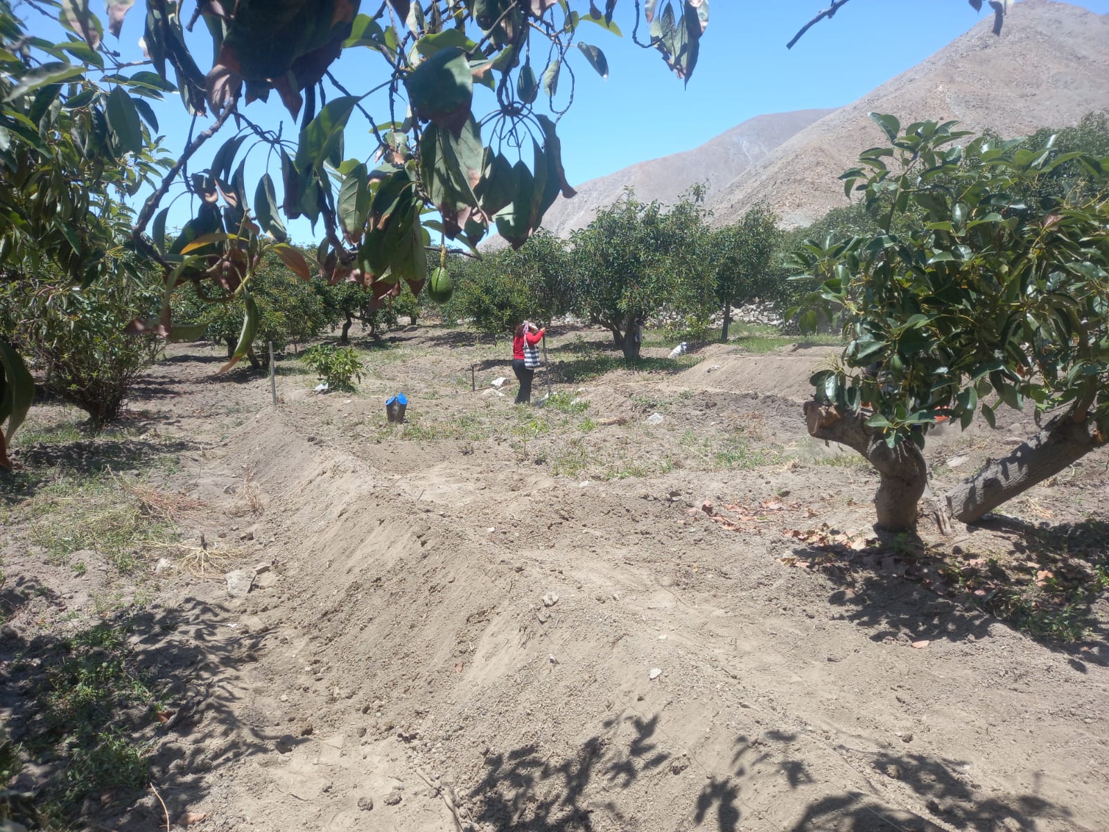 Paltas madurando en el árbol