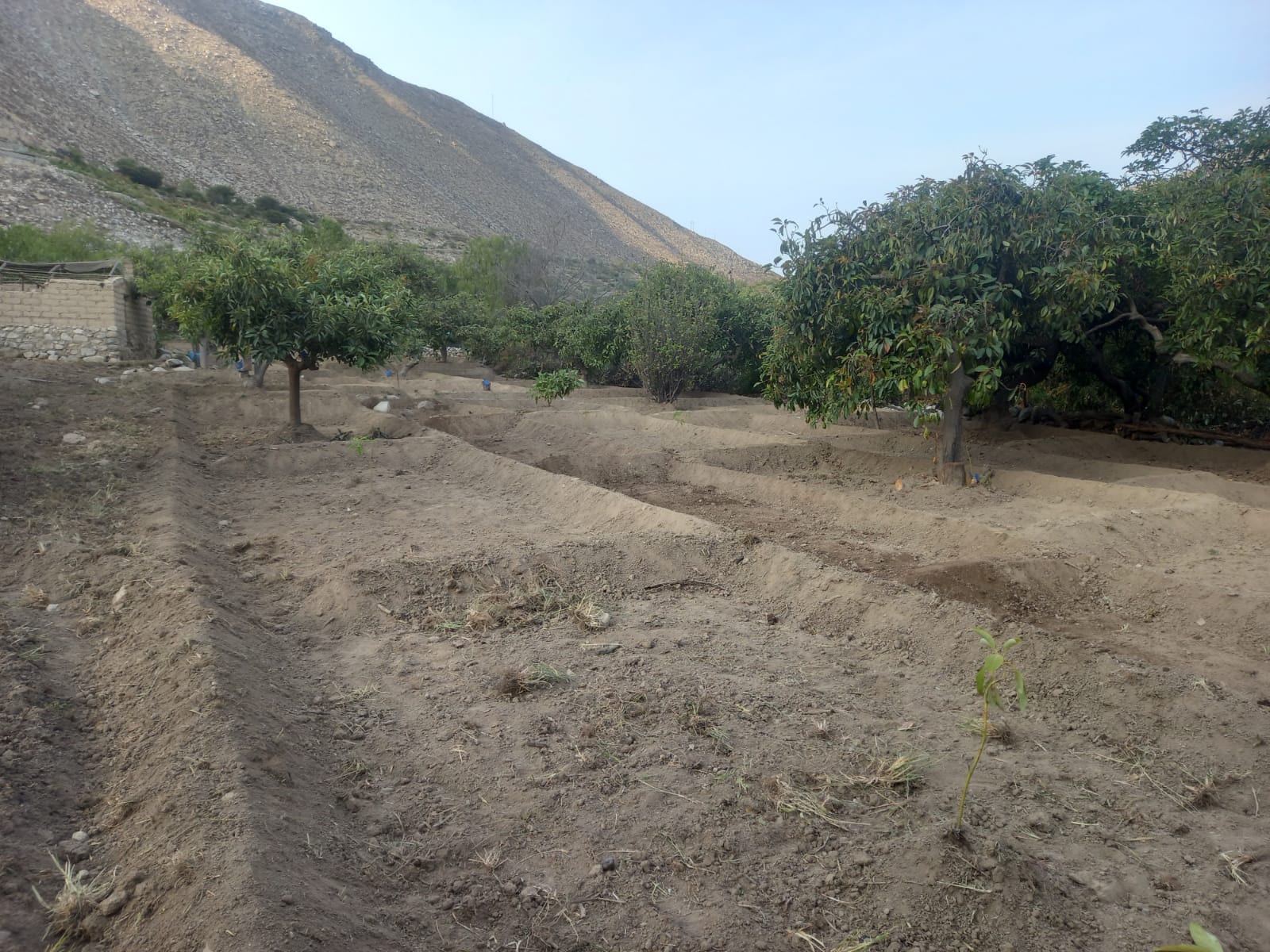 Surcos preparados para la siembra