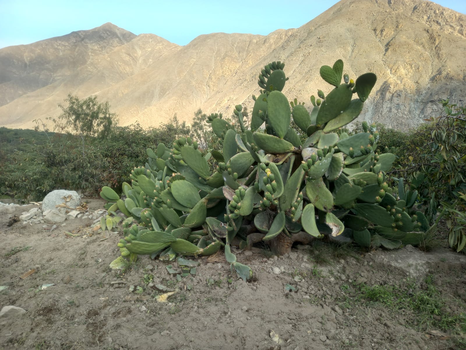 Tunas del fundo